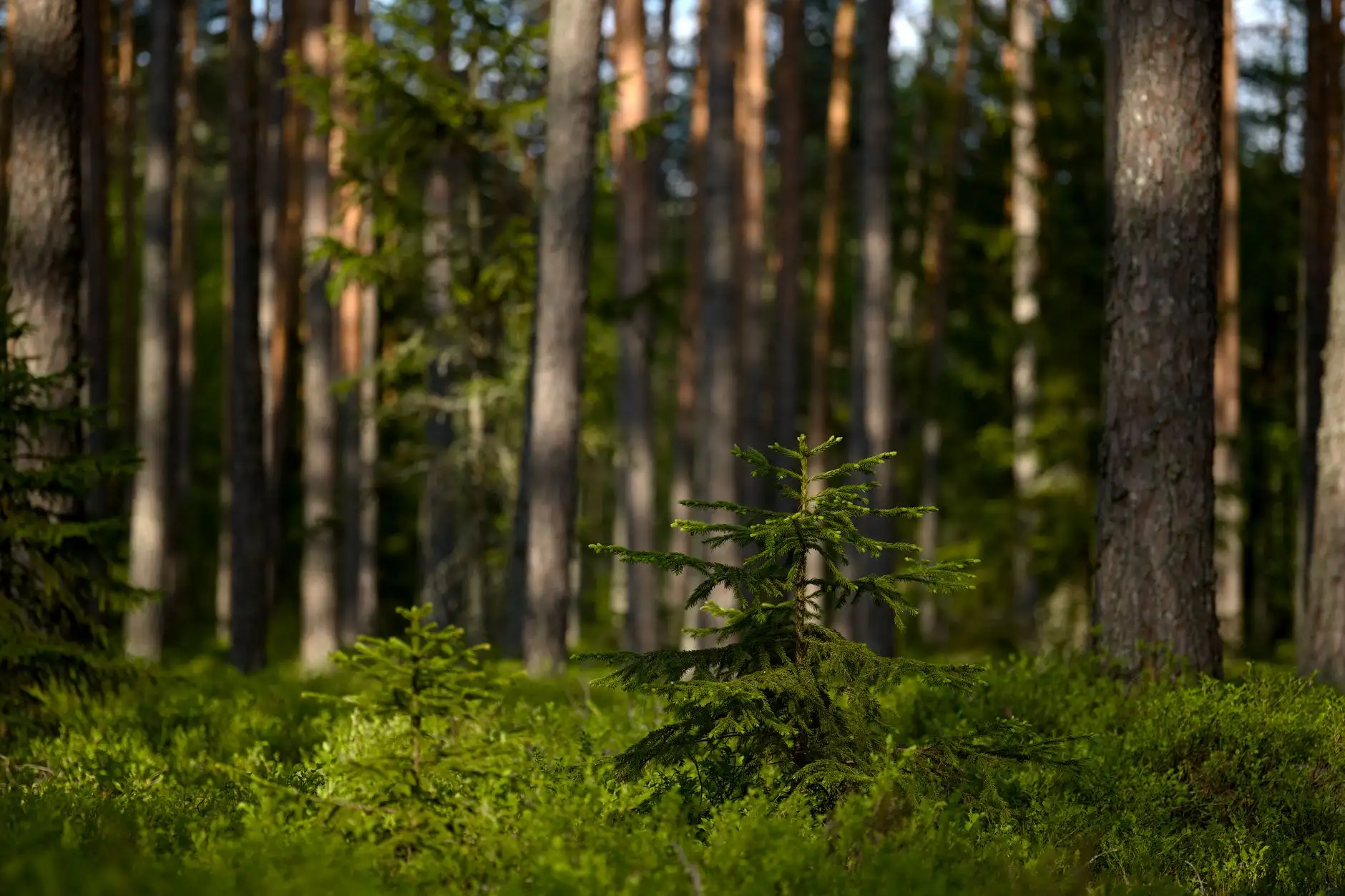 Kuvituskuva: aurinkoinen mäntymetsä ja nuori kuusi.